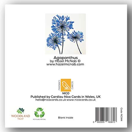 NC044 Agapanthus - Hazel McNab