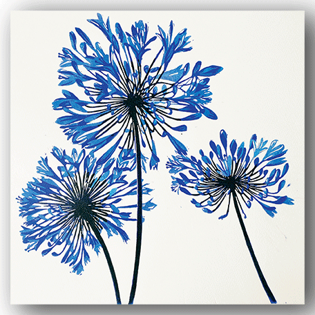 NC044 Agapanthus - Hazel McNab