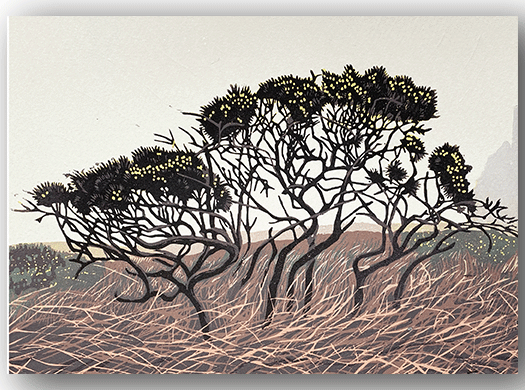 NC048 - Cornish Gorse - Hazel McNab