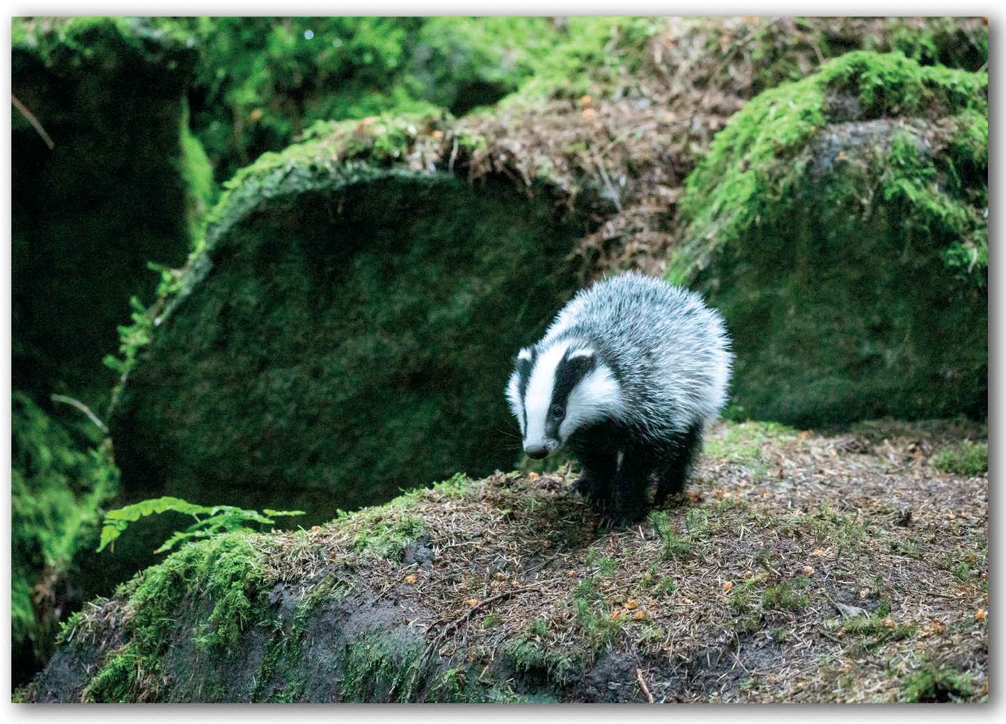 NC431 Badger - Ben Porter