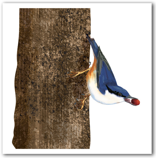 NC478 Nuthatch - Kyoko Nemoto