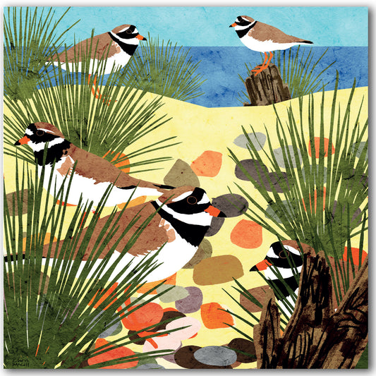 NC495 Ringed Plover - Chris McColl