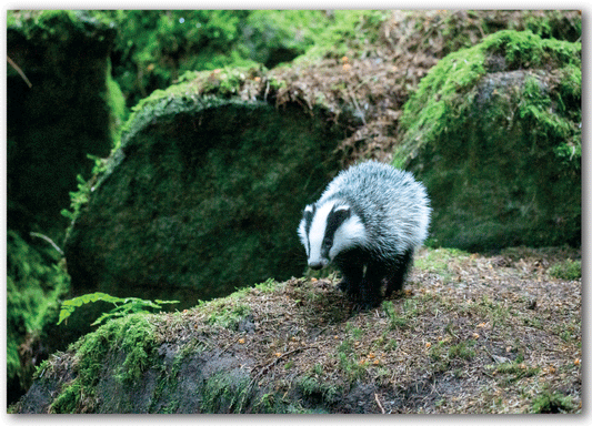 NC431 Badger - Ben Porter