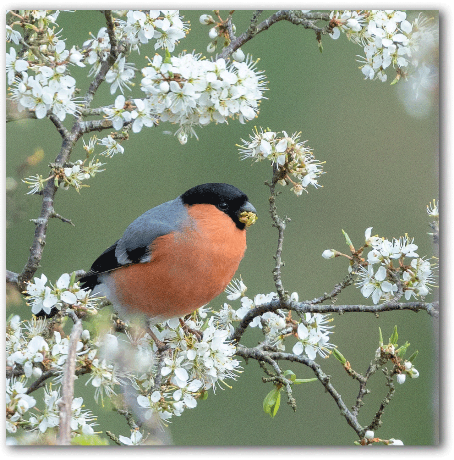 NC432 Bullfinch - Ben Porter