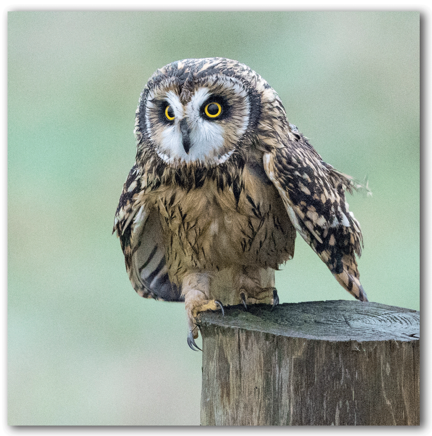 NC435 Short-eared Owl - Ben Porter