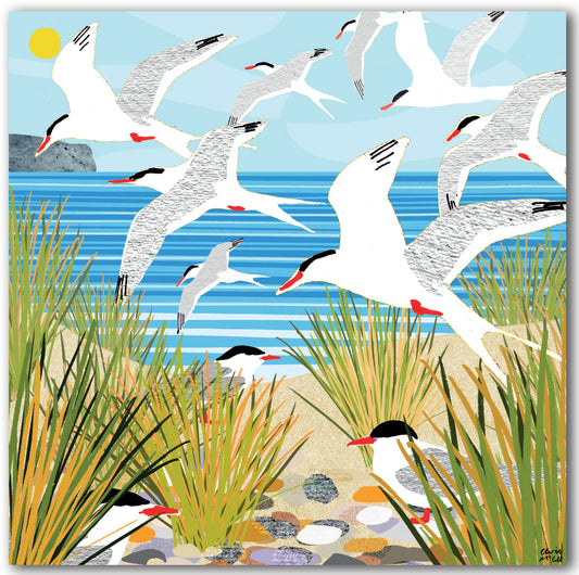 NC491 Arctic Terns - Chris McColl