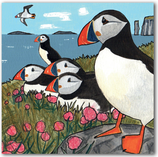 NC494 Puffins - Chris McColl