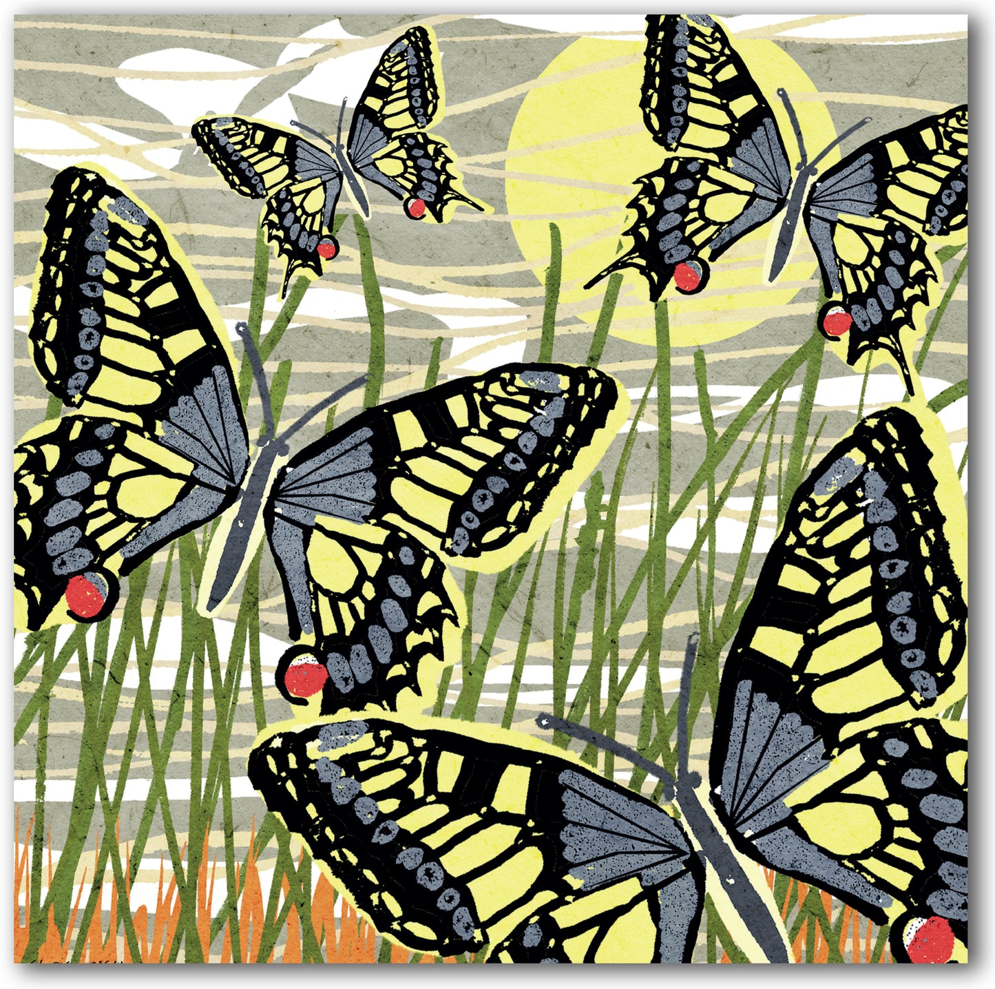 NC496 Swallowtail Butterflies - Chris McColl